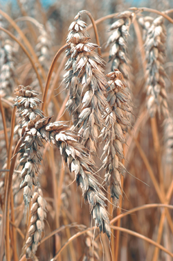 Pain Bio : Un exemple de filière courte « blé-farine-pain »