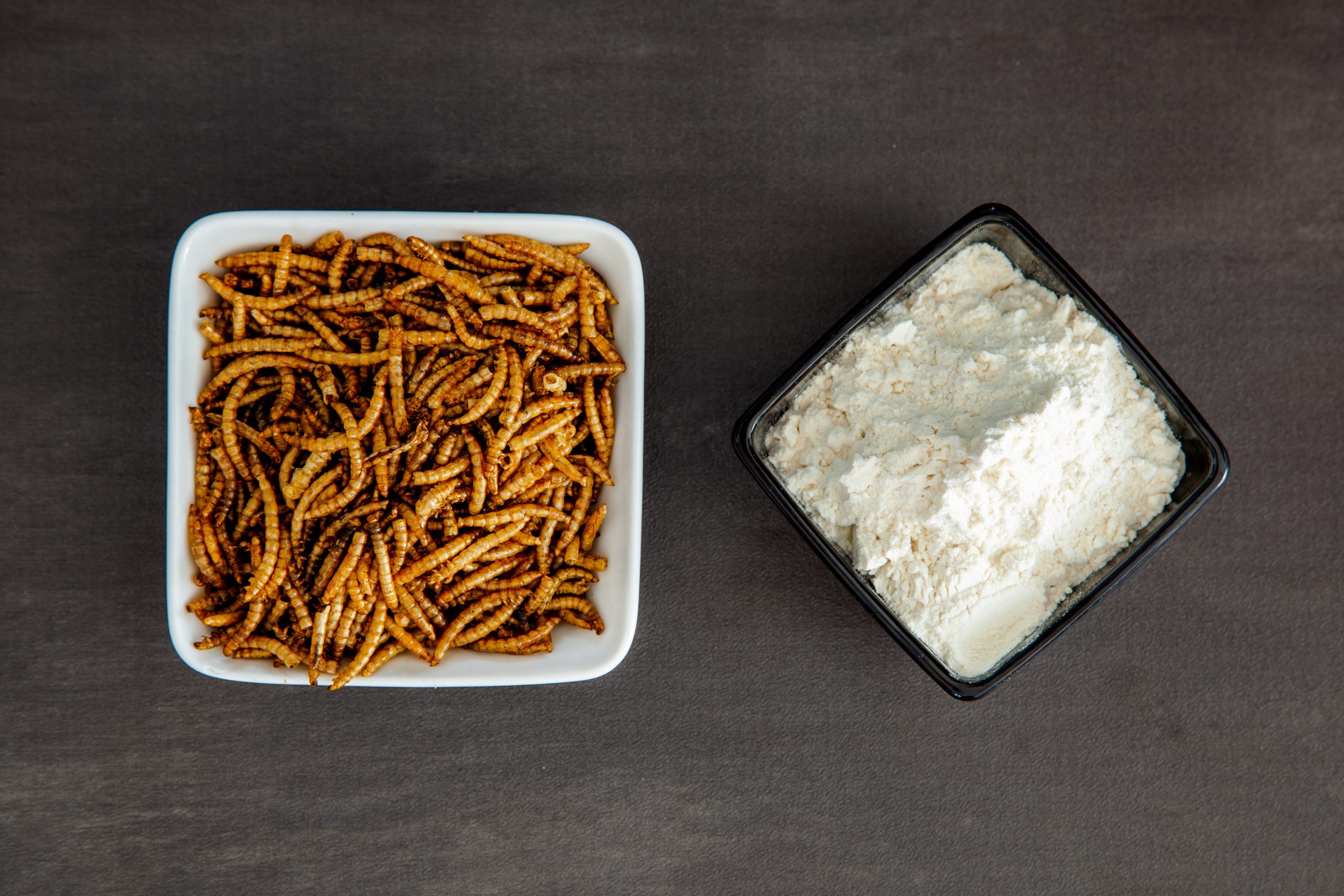 Ressources alimentaires : des insectes dans nos assiettes ?