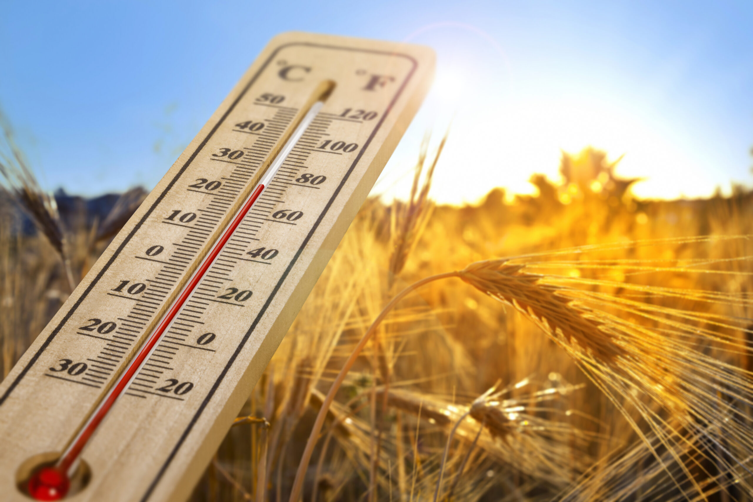 Canicule, gardez la tête froide !